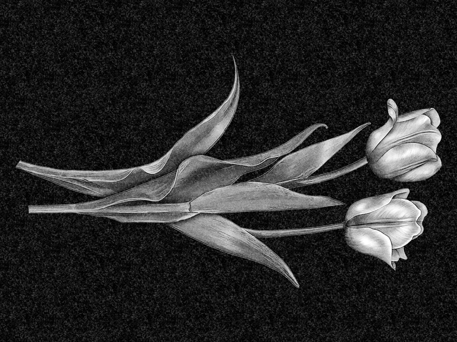 Цветы | Рисунок два тюльпана, ЦВ-010